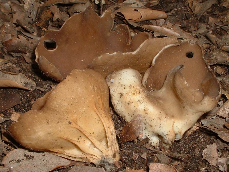 C. ruber, L. lepidum ed H. acetabulum, 02.V.2004